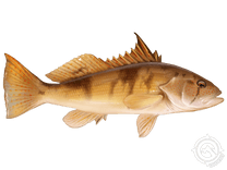 Barred Sand Bass